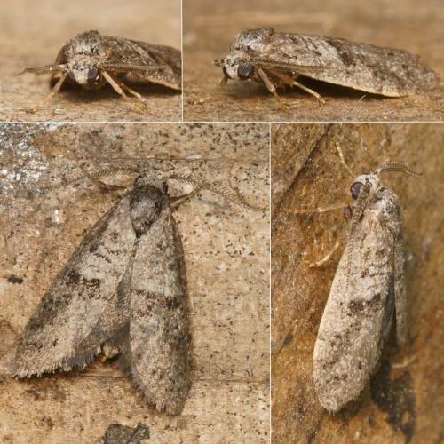 Penestoglossa dardoinella